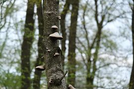Tree with mushrooms by Spijks PhotoGraphics