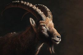 Ibex portrait