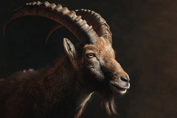 Ibex portrait