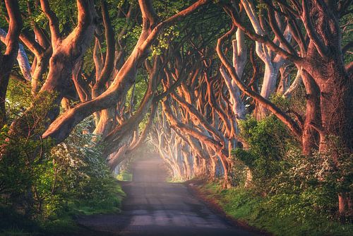 Een gouden lentemorgen in Noord-Ierland - Dark Hedges