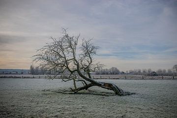 Boom in een winters landschap van Patrick Verhoef