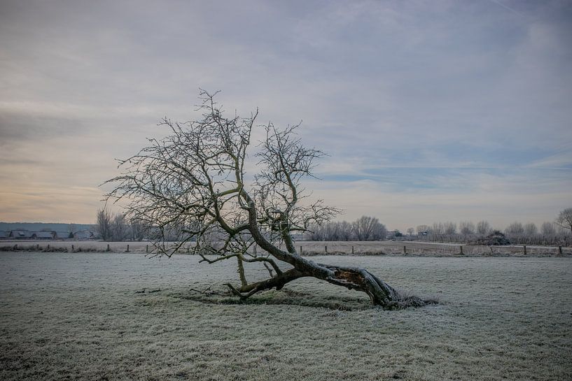Boom in een winters landschap van Patrick Verhoef