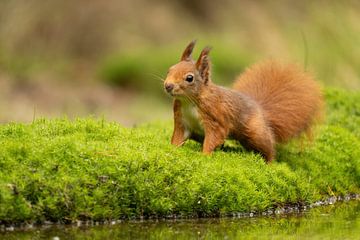 Eichhörnchen am Wasser von Sandra Groenescheij