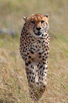 razende cheetah van Peter Michel