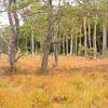 Wurzacher Ried im Herbst von Walter G. Allgöwer