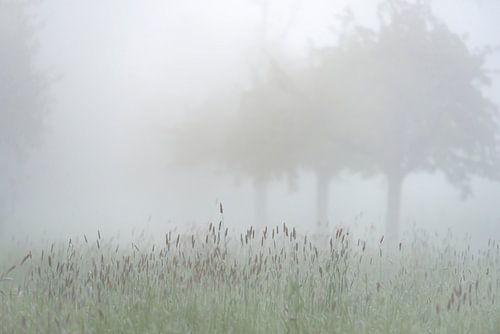 Holland in de mist