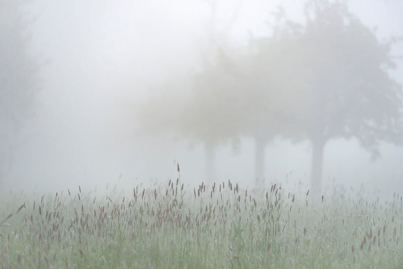 Holland im Nebel von Jolanda van Straaten