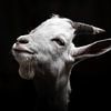 Low-key Portrait of a Goat in Black and White by Jan Hermsen
