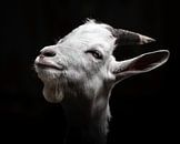 Low-key Portrait of a Goat in Black and White by Jan Hermsen thumbnail