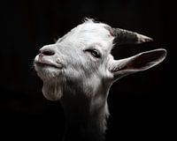 Low-key Portrait of a Goat in Black and White