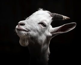 Low-key Portrait of a Goat in Black and White by Jan Hermsen