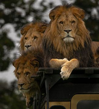 Groep Afrikaanse leeuwen. van Wouter Van der Zwan