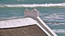 two seagulls on a thatched roof by Werner Lehmann