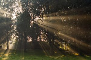 Le soleil perce les grands arbres et brille sur l'herbe