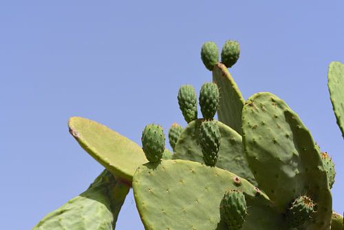 Green prickly pears in summer