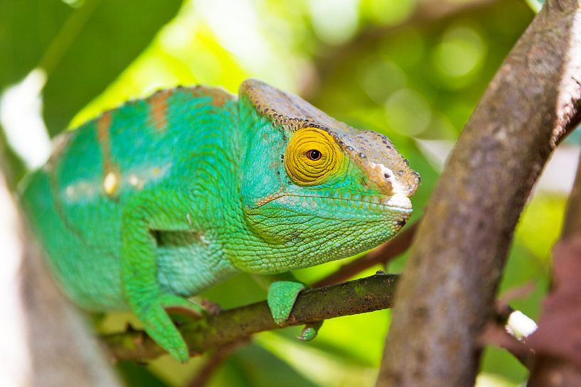 Kameleon in Madagaskar par Dennis van de Water
