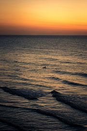 Surfing sur Oscar van Crimpen