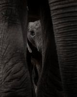 Elephant cub