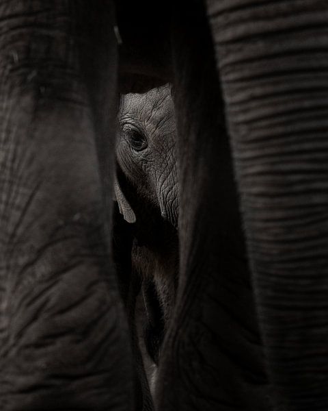 Elephant cub by Piet Jetse Heeringa