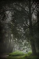 Zacht licht in bos