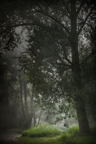Lumière douce dans une forêt