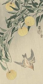 Kuckuck im Regen von Ohara Koson