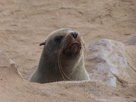 Kiekeboe! von Marion van Kints