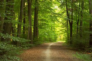 Dans la forêt vers la lumière