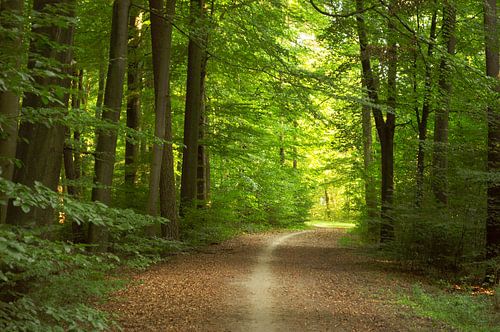 Im Wald dem Licht entgegen