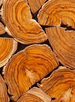 Natural Annual Rings Tree Cross-Cut Surface