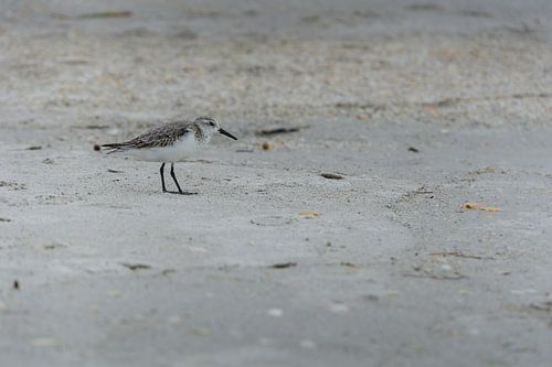 USA, Floride, gros plan d'un magnifique petit oiseau Calidris alba, Sanderling un oiseau de rivage