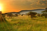 Zonsondergang in de Serengeti, Afrika van Jorien Melsen Loos thumbnail