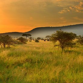 Zonsondergang in de Serengeti, Afrika van Jorien Melsen Loos