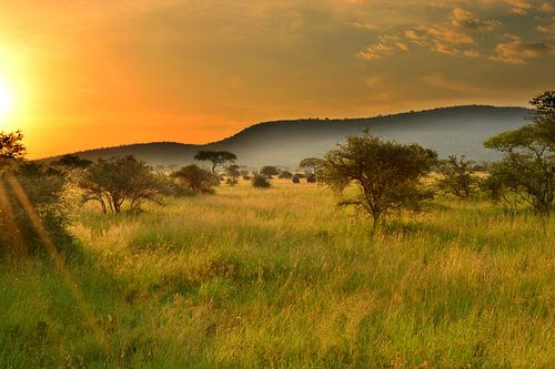 Sunset in the Serengeti, Africa by Jorien Melsen Loos