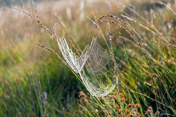 Bedauwd spinnenweb van dichtbij van Ruud Morijn
