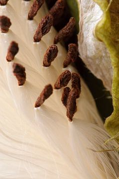 Close-up van zijdeplant zaden van Margot van den Berg