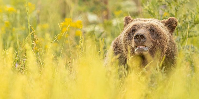 maman ours (Grizzly) par Kris Hermans