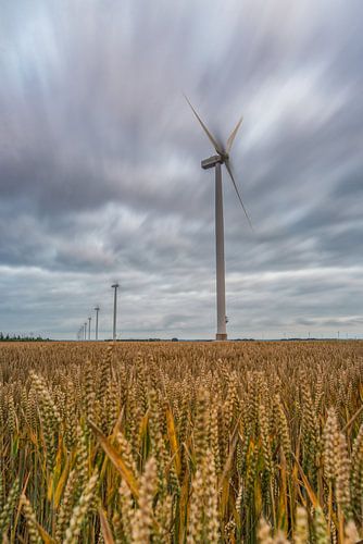 Windmolen in Zeewolde met graan op de voorgrond