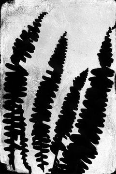 Zwarte varens in retrostijl. Moderne botanische minimalistische kunst in zwart en wit. van Dina Dankers