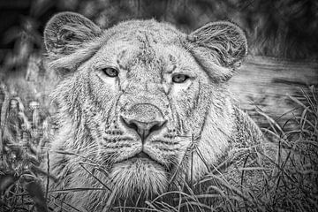 Het oog van de leeuw van WeVaFotografie