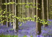 Wilde  hyacinten in het Hallerbos van Barbara Brolsma thumbnail