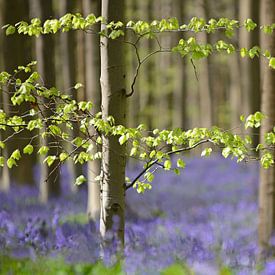 Bluebells in the Haller forest by Barbara Brolsma
