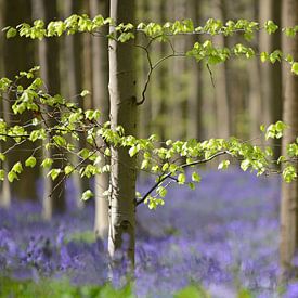 Lila blaue Waldhyazinthen im Hallerbos von Barbara Brolsma