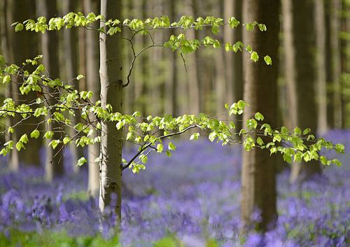 Wilde  hyacinten in het Hallerbos van Barbara Brolsma