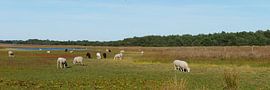 schapen op het dwingelderveld van Wim vd Neut