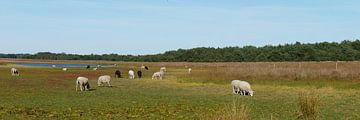 moutons sur le champ obligatoire sur Wim vd Neut