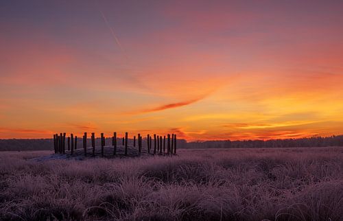 Winterse zonsopkomst in de Regte Heide te Brabant