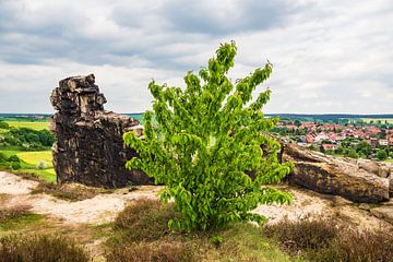 Landscape with trees and rocks in the Harz area, Germany