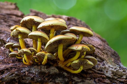 Paddenstoelen op een boomstam in een loofbos in de herfst