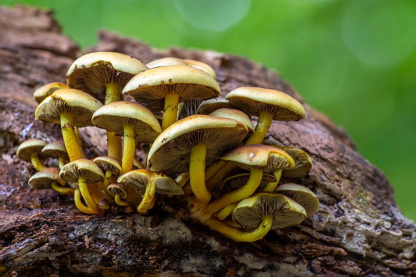 Mushrooms growing on a tree trunk in a deciduous forest in autumn by Mario Plechaty Photography